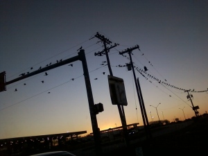20120102 - birds everywhere